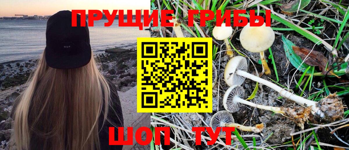 Псилоцибиновые грибы Psilocybine cubensis Асино